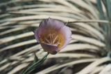 Plummer's mariposa lily