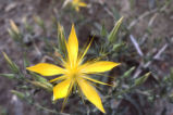 Smoothstem blazingstar