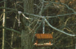 Cardinal and field sparrow