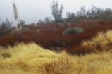 Eastern Mojave buckwheat