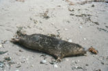 Harbor seal