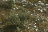 Coastal sagebrush