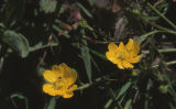 California buttercup