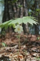 Mayapple