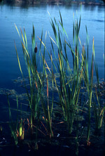 Cattail