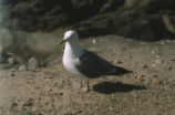 Western gull
