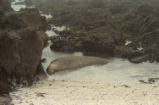 Northern elephant seal