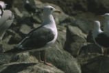 Western gull