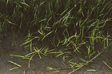 Western grasswort