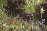 Roundleaf sundew