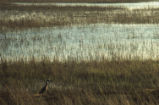 Yellow-crowned night heron