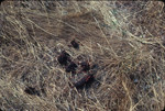 Coyote droppings with coffeeberry seeds