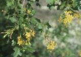 Golden currant