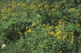 Arrowleaf ragwort