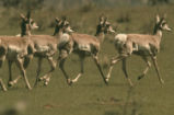 Pronghorn