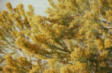 Mojave rabbitbrush