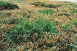 Parish's glasswort and seaheath