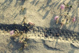 Desert sand verbena