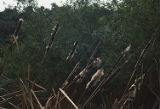 Broadleaf cattail