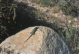 Western fence lizard