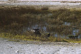 American oystercatcher