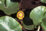 Rocky Mountain pond-lily