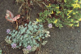 Dwarf mountain lupine and rabbitbush