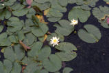 American white waterlily