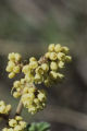 Skunkbush sumac