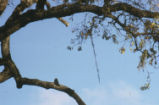 Acorn woodpecker