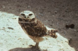 Burrowing owl