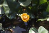 Yellow pond-lily