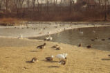 Greater white-fronted and snow geese