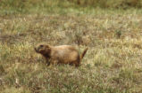 Prairie dog