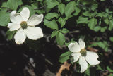 Pacific dogwood