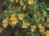 Southern bush monkeyflower