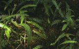 Deer fern