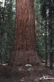 Redwood