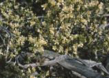 Desert bitterbrush