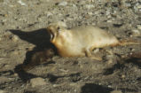 Northern elephant seal