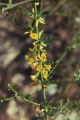 Common deerweed