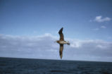 Black-footed albatross