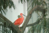 Scarlet ibis