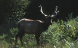 Elk