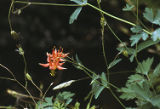 Western columbine