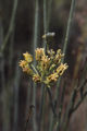 Rush milkweed