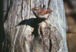 Bewick's wren