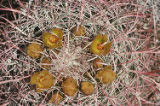 California barrel cactus