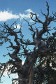 Great Basin bristlecone pine