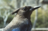 Steller's jay